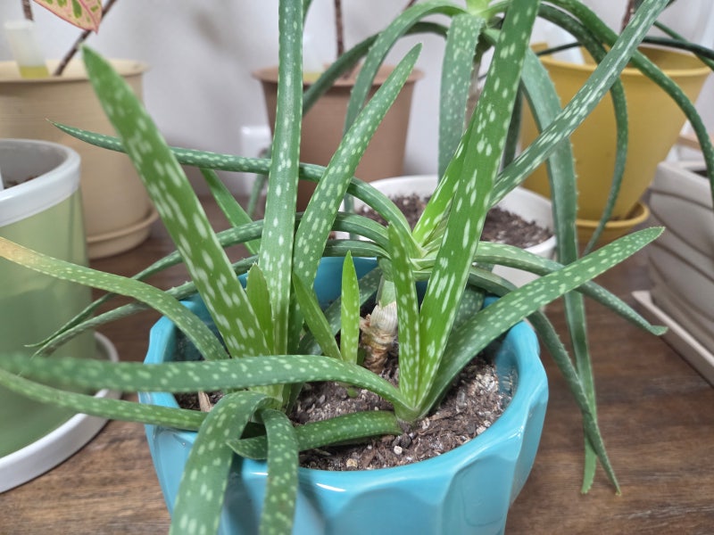 알로에 종류와 효과 그리고 키우는 방법