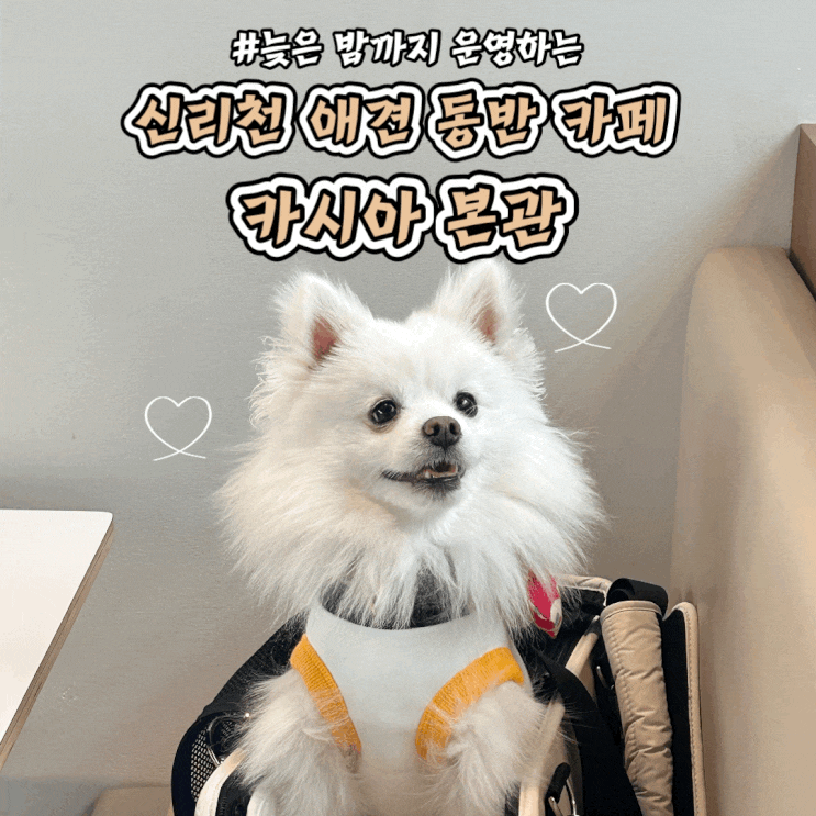  동탄 신리천 카시아 본관 애견 동반 카페 산책 후 들리기 좋은 힐링 스팟