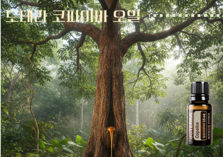  아로마오일계의 숨은 보석, 아마존의 눈물 도테라 코파이바 오일의 비밀