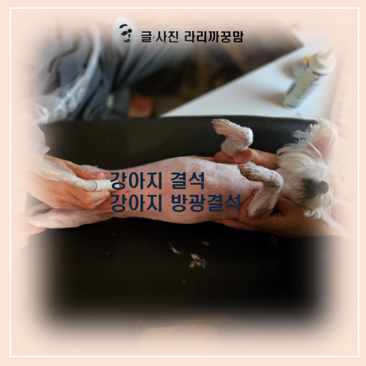  강아지 방광결석, 음수량만큼 중요한 '이것' 놓치지 마세요