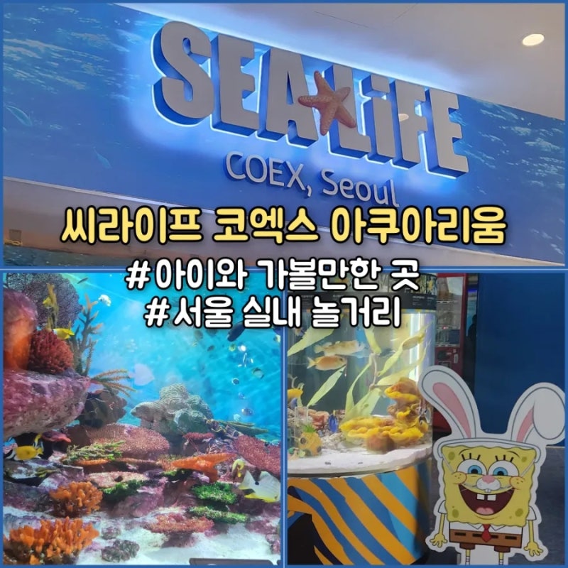 코엑스 씨라이프 아쿠아리움 후기 요금 주차정보 서울 아이와 실내 가볼만한 곳