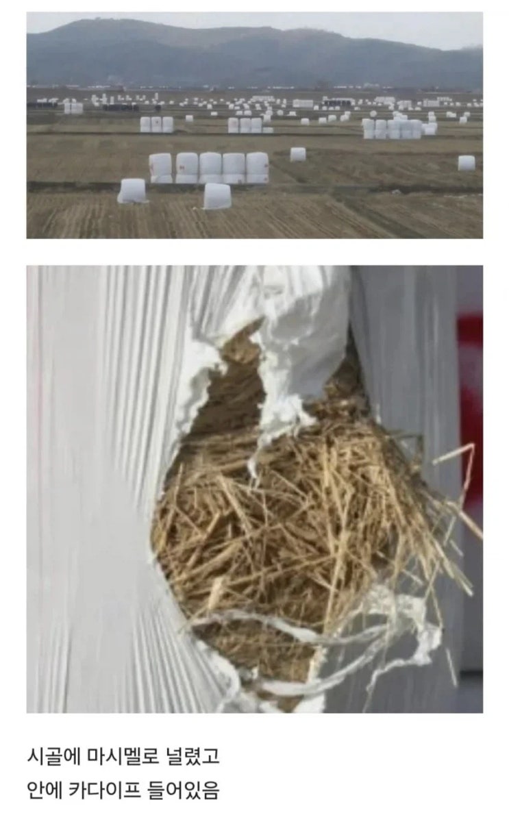  화이트 쫀득 쿠키.jpg