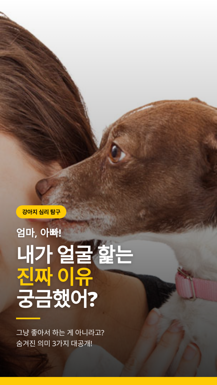  강아지가 얼굴 핥는 이유 3가지, 단순히 애정표현일까? (반려견 행동 의미)