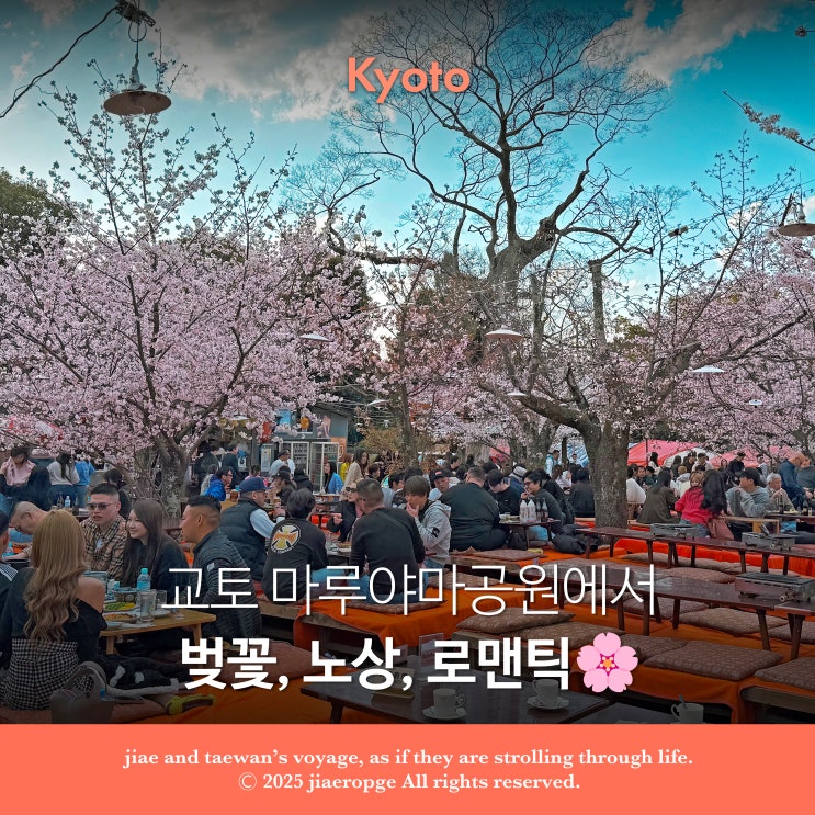  교토 벚꽃 만개 시기 언제? 마루야마공원 노상에서 느낀 교토의 봄