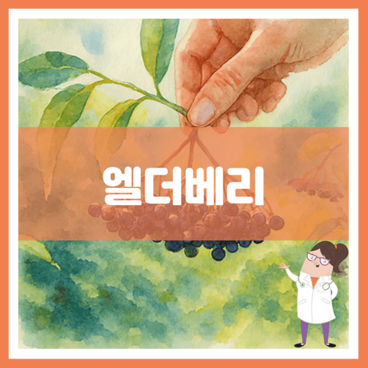  엘더베리 효능 영양성분 부작용