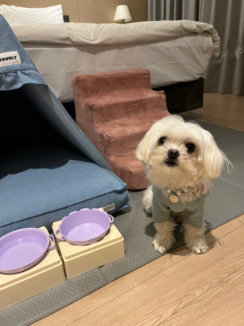 강릉 세인트존스호텔 펫룸 & 부대시설 (앙빵 로비 라운지 bar, 쓰리밀즈 조식) 애견동반 이용 ....