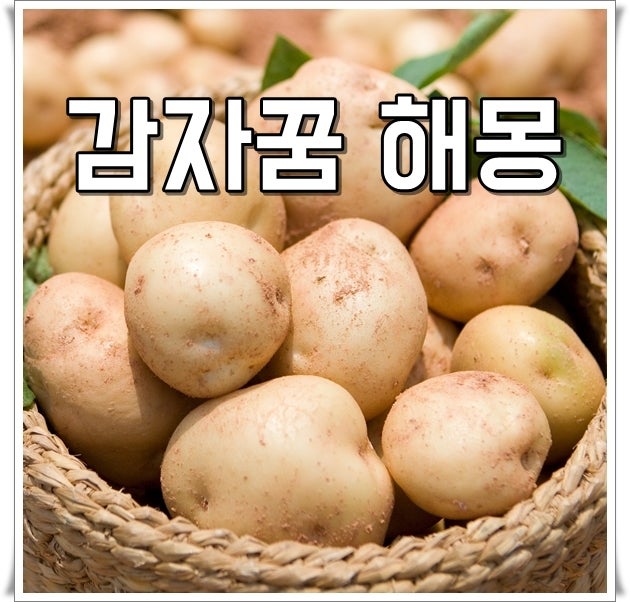 감자꿈 해몽 커다란감자꿈 여러가지 태몽 풀이