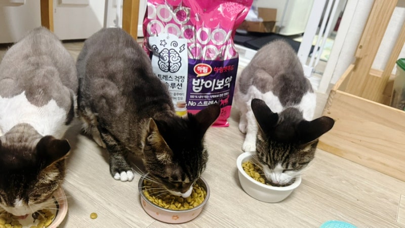 고양이간식 고양이사료 하림펫푸드 밥이보약 No스트레스 사료 + 건강무스
