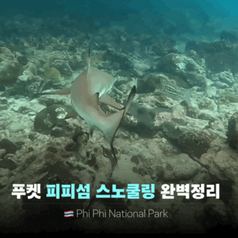  푸켓 피피섬 스노쿨링 스팟 비치 준비물 복장 | 부모님과 투어 ok!