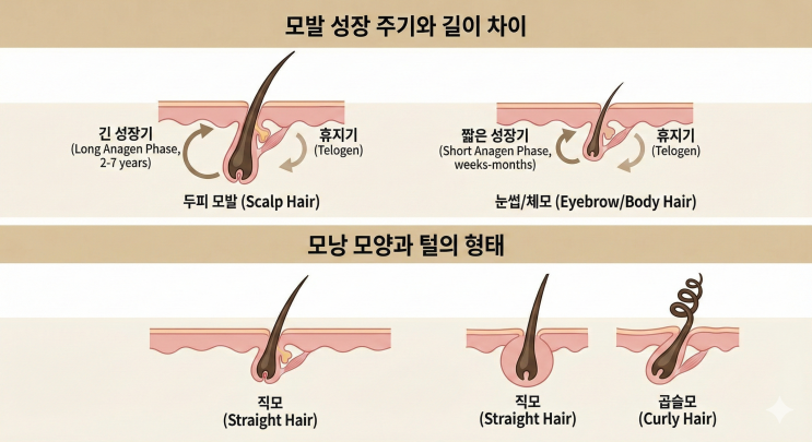 털은 왜 부위마다 자라는 길이와 모양이 다를까 모근과 호르몬의 영향 분석