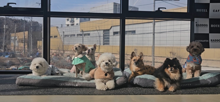  성남 강아지유치원에서 진행한 단체 기다려 교육, 분위기가 반입니다