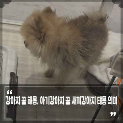 강아지 꿈 해몽, 아기강아지 꿈 새끼강아지 태몽 의미