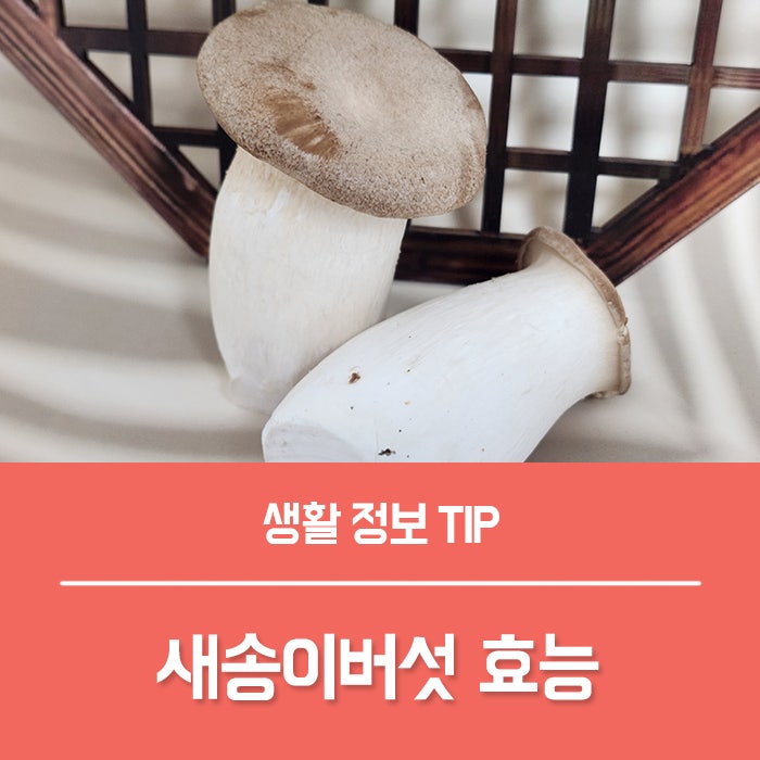 새송이버섯 효능 TOP4, 부작용은?