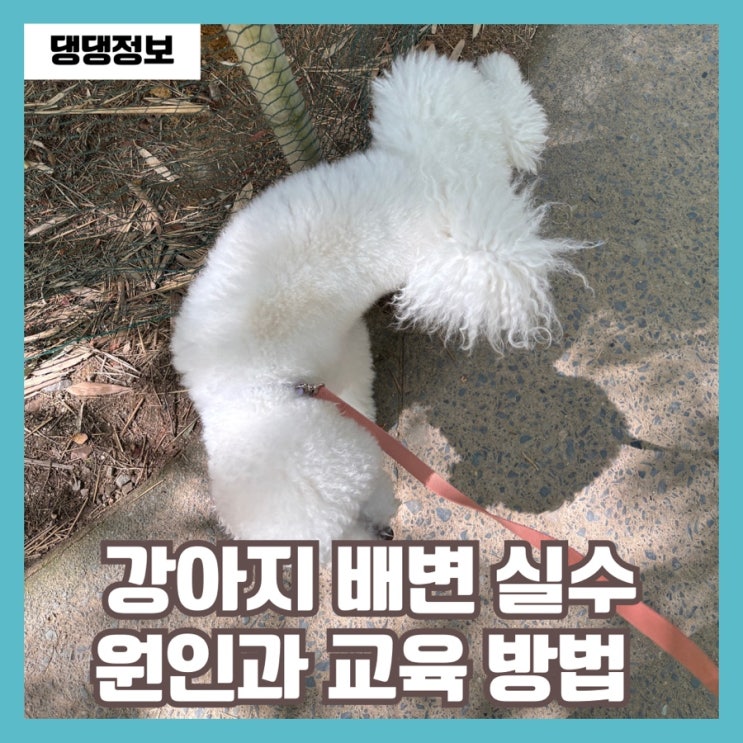  강아지 배변실수 원인별 훈련 방법