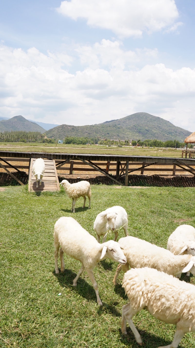 Phan Rang sheep farm