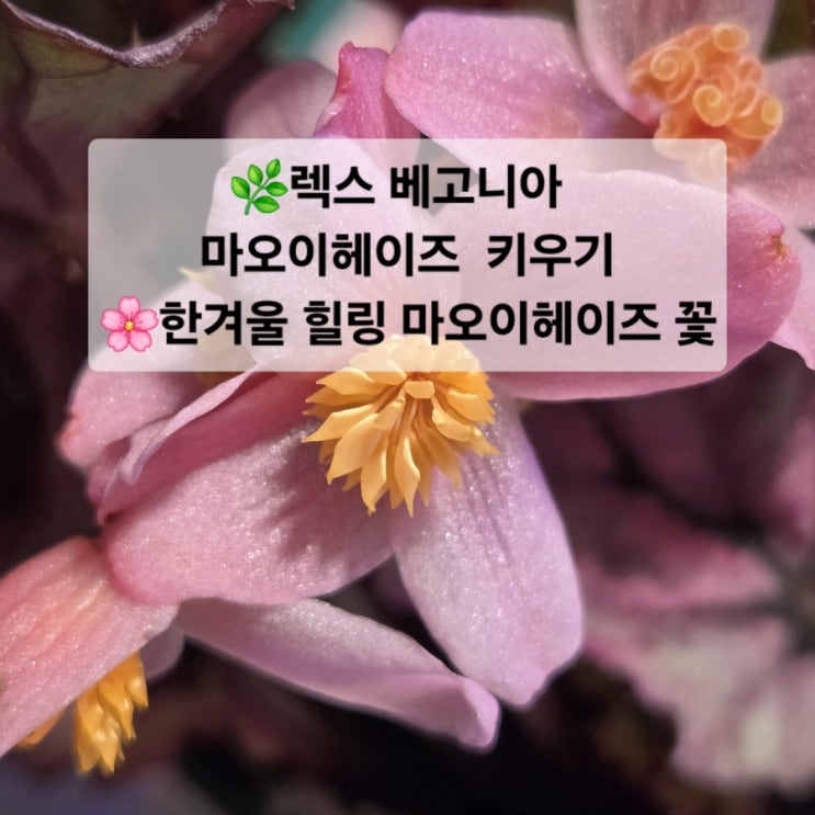  렉스베고니아  마오리헤이즈 키우기  /햇빛, 물주기, 습도, 온도, 키울 때 주의할 점 /번식시키기 /물꽂이 /분주가이드 /한겨울 힐링 베고니아 마오리헤이즈 꽃