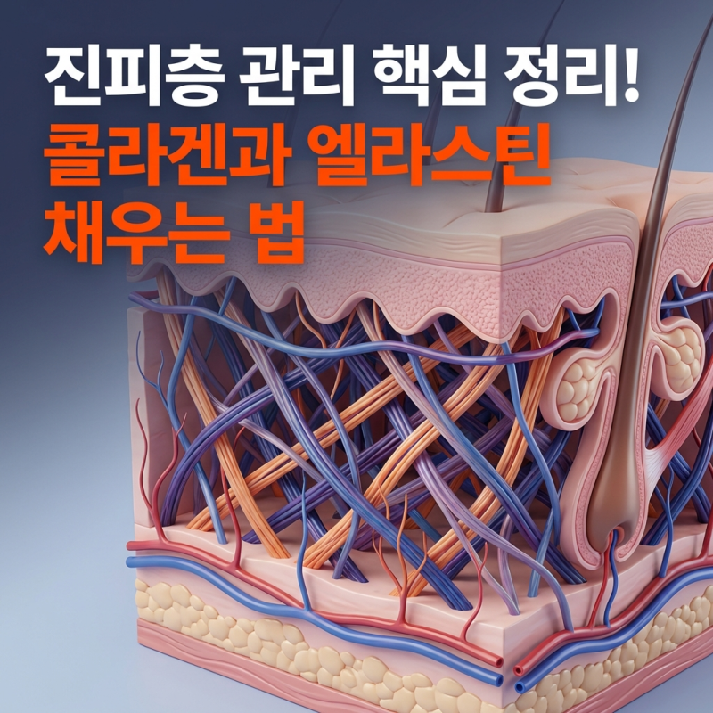 진피층 관리 핵심 정리! 콜라겐과 엘라스틴 채우는 법