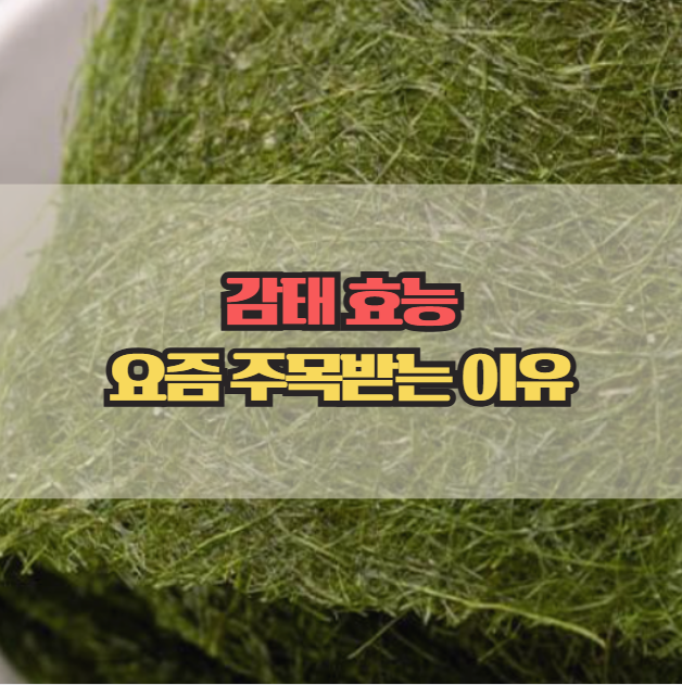  감태 효능, 요즘 주목받는 이유 한눈정리