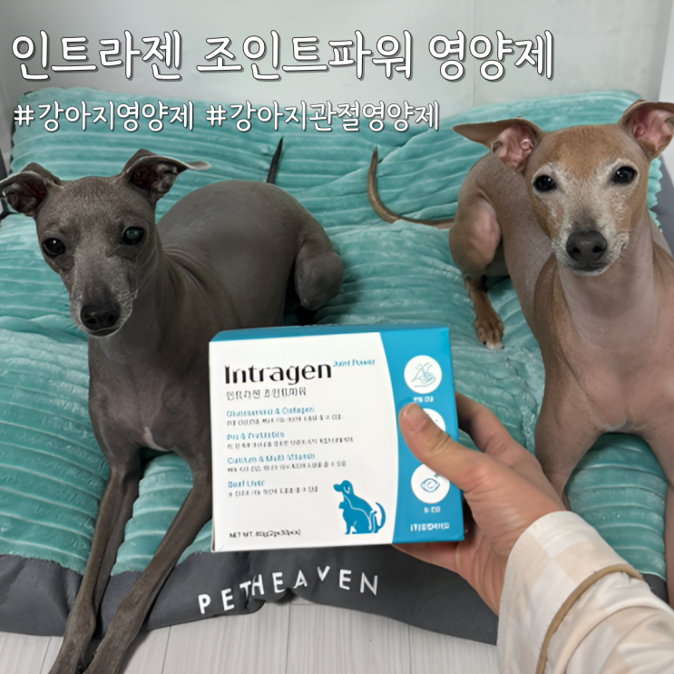  강아지 관절 영양제 뭐가 좋을까? [인트라젠 조인트파워 영양제] 급여 후기