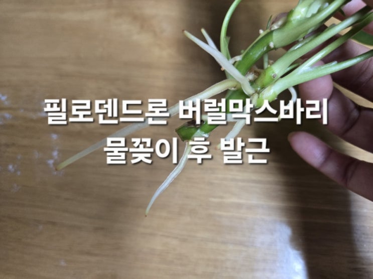  필로덴드론 버럴막스 바리 물꽂이 /발근의 왕 버럴막스