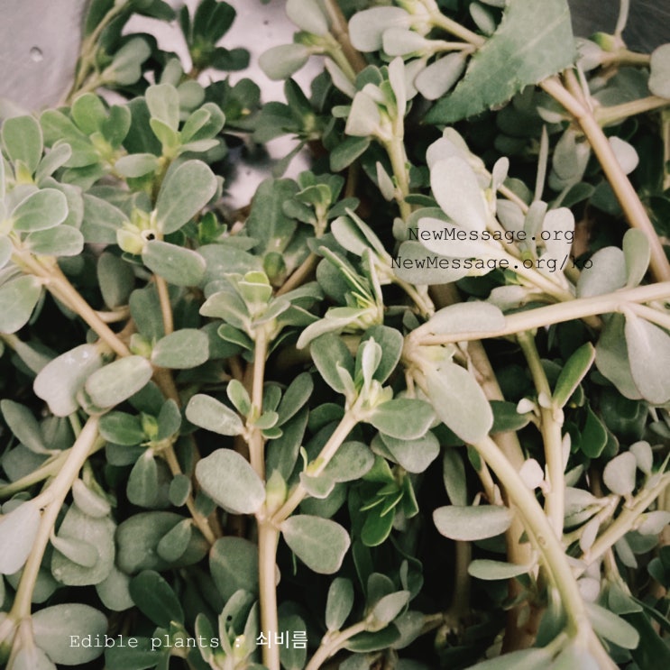  쇠비름(purslane)
