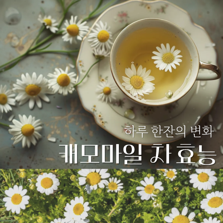  캐모마일 차 효능 부작용 염증?