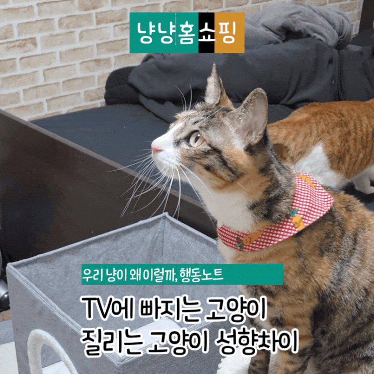  TV에 빠지는 고양이 vs 바로 질리는 고양이 성향 차이였다