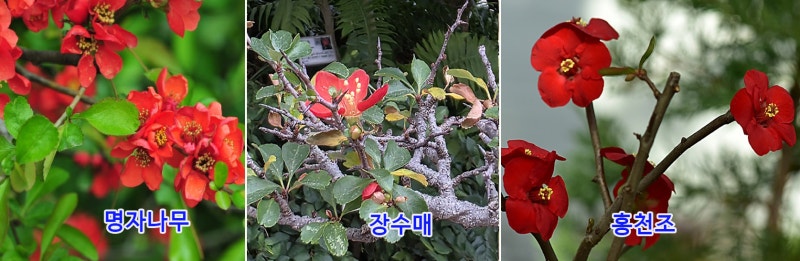 명자나무, 장수매, 홍천조