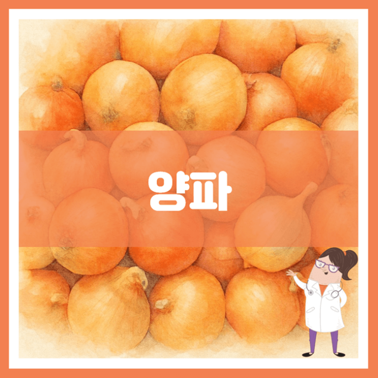  양파 효능 영양성분 부작용