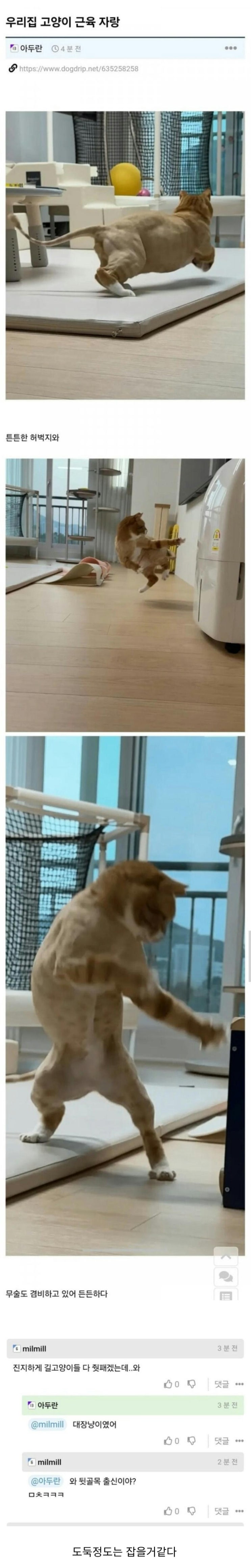  집지키는 고양이.jpg