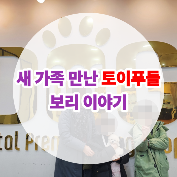  세종시 강아지분양 후기 크림 토이푸들 보리 이야기 세종 원독 애견분양 센터