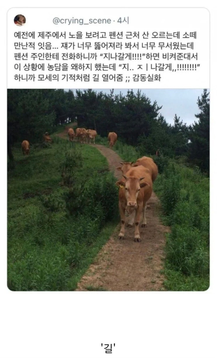 제주에서 소떼를 만났을때 대처법.jpg