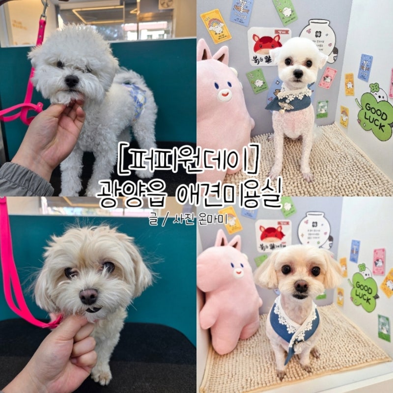퍼피원데이