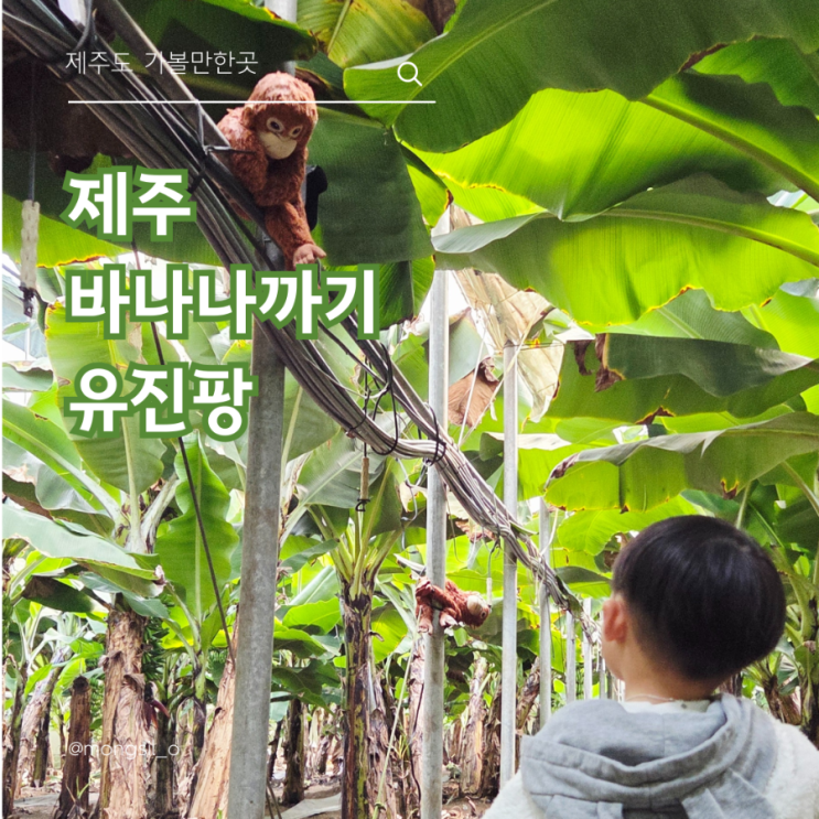  겨울 제주 아이랑 가볼만한곳|동백꽃 만개한 유진팡 바나나 체험농장
