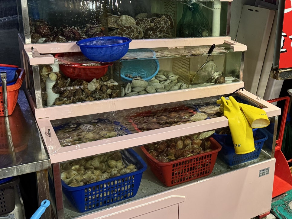 행운동조개 사진 2