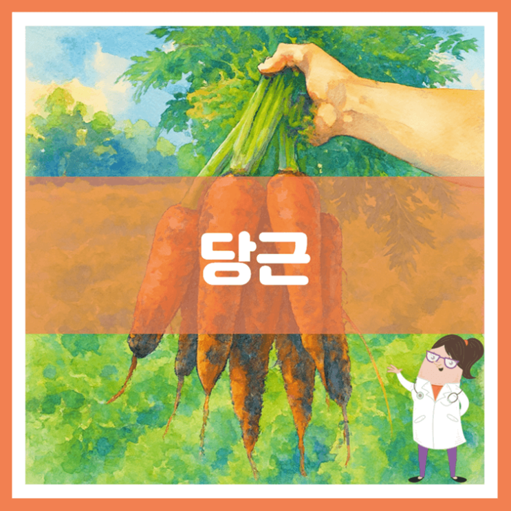  당근 효능 영양성분 부작용