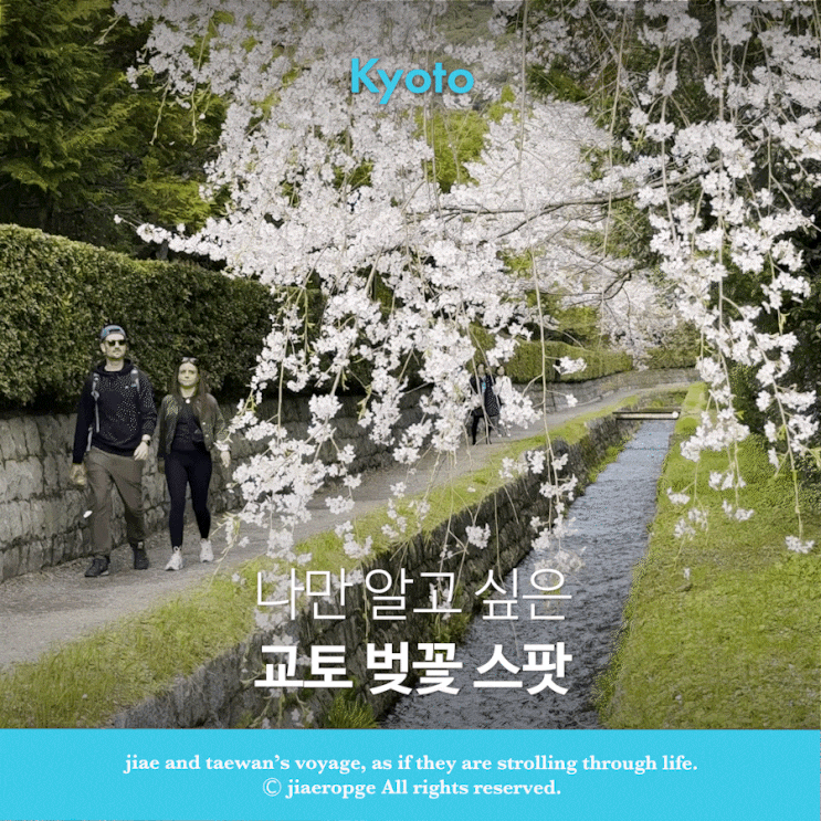  나만 알고 싶은 교토 벚꽃 스팟, 교토의 봄을 가장 여유롭게 누리고 싶다면
