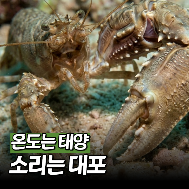 "제트기보다 시끄럽다" 집게발 한 방으로 태양열 만드는 딱총새우