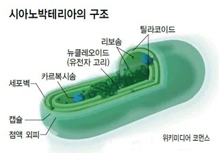  [Gematria 초안] 14. 산소 발생 광합성의 등장