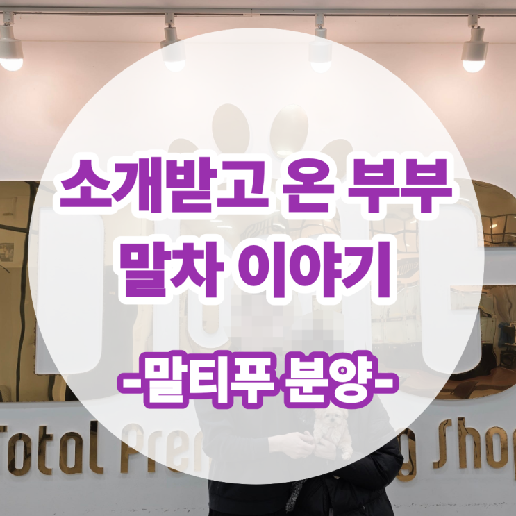 세종강아지분양 원독 애견분양 센터 후기, 소개받고 온 부부와 말티푸 말차 이야기