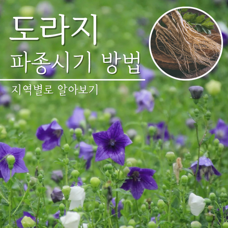  도라지 파종시기 방법 심는 시기