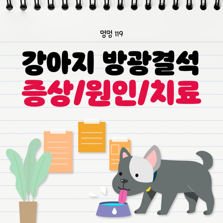  강아지 방광 결석 증상, 원인, 치료 방법 및 예방법