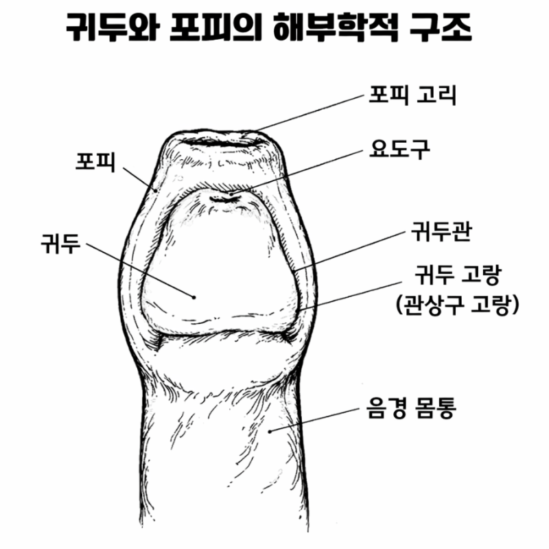 포경이란 무엇일까?오늘은 포경수술과 감돈포경, 그리고 보험 보상 여부를 정리해보겠습니....