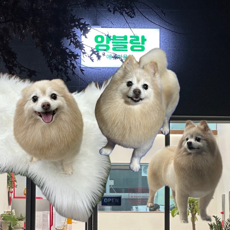  대구애견미용 포메라니안 물개컷 잘하는 앙블랑 미용샵 찐후기