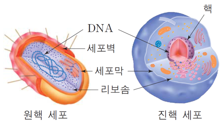  [Gematria 초안] 16. 진핵생물의 출현