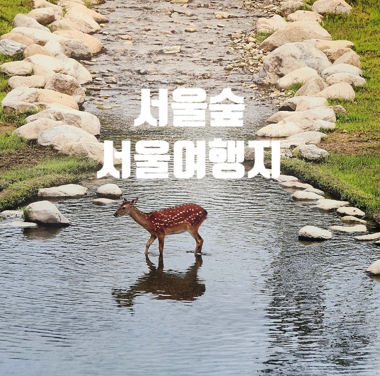  서울 여행 코스 추천 걷기만 해도 좋은 서울숲 산책길