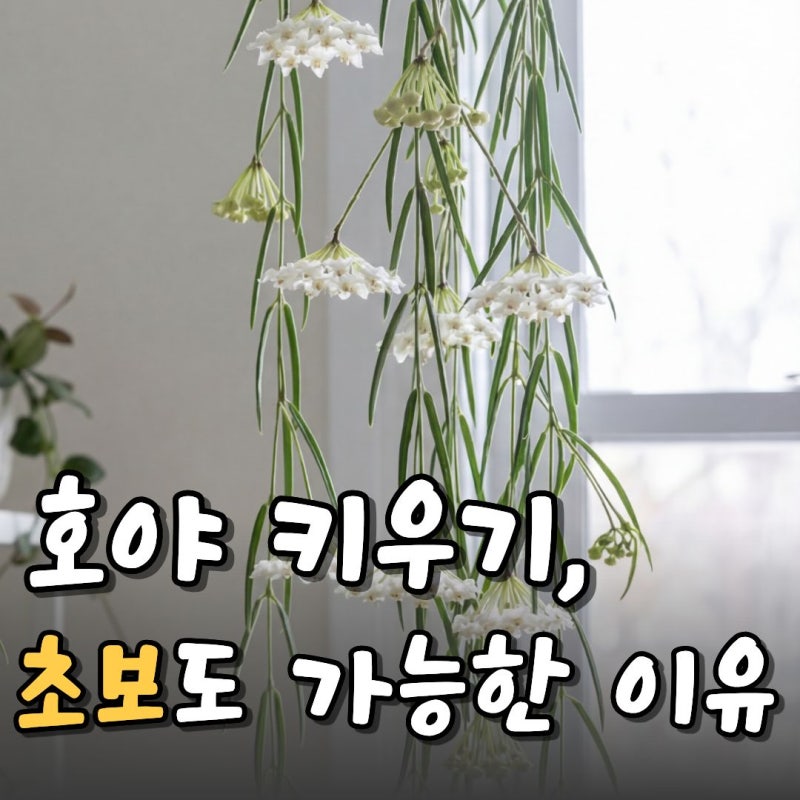 호야 키우기 어렵다? 리네아리스는 다르다