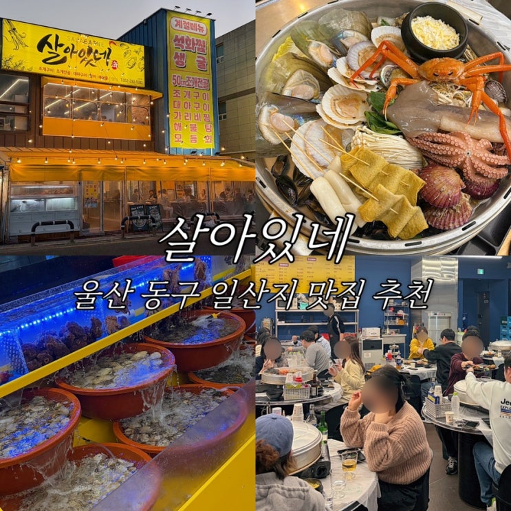  울산 동구 일산지 맛집 살아있네 50cm 조개전골 가족 외식 단체 모임 장소 신상 맛집