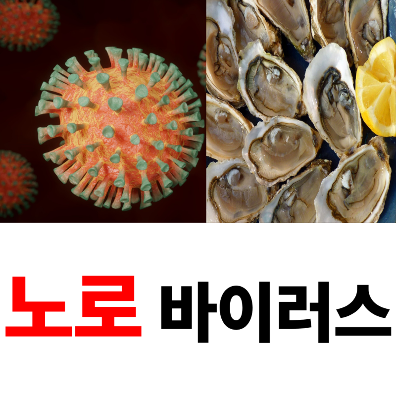 노로바이러스 증상 한눈에 보기｜초기부터 회복까지