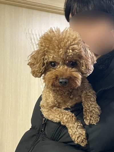 댕댕이카페